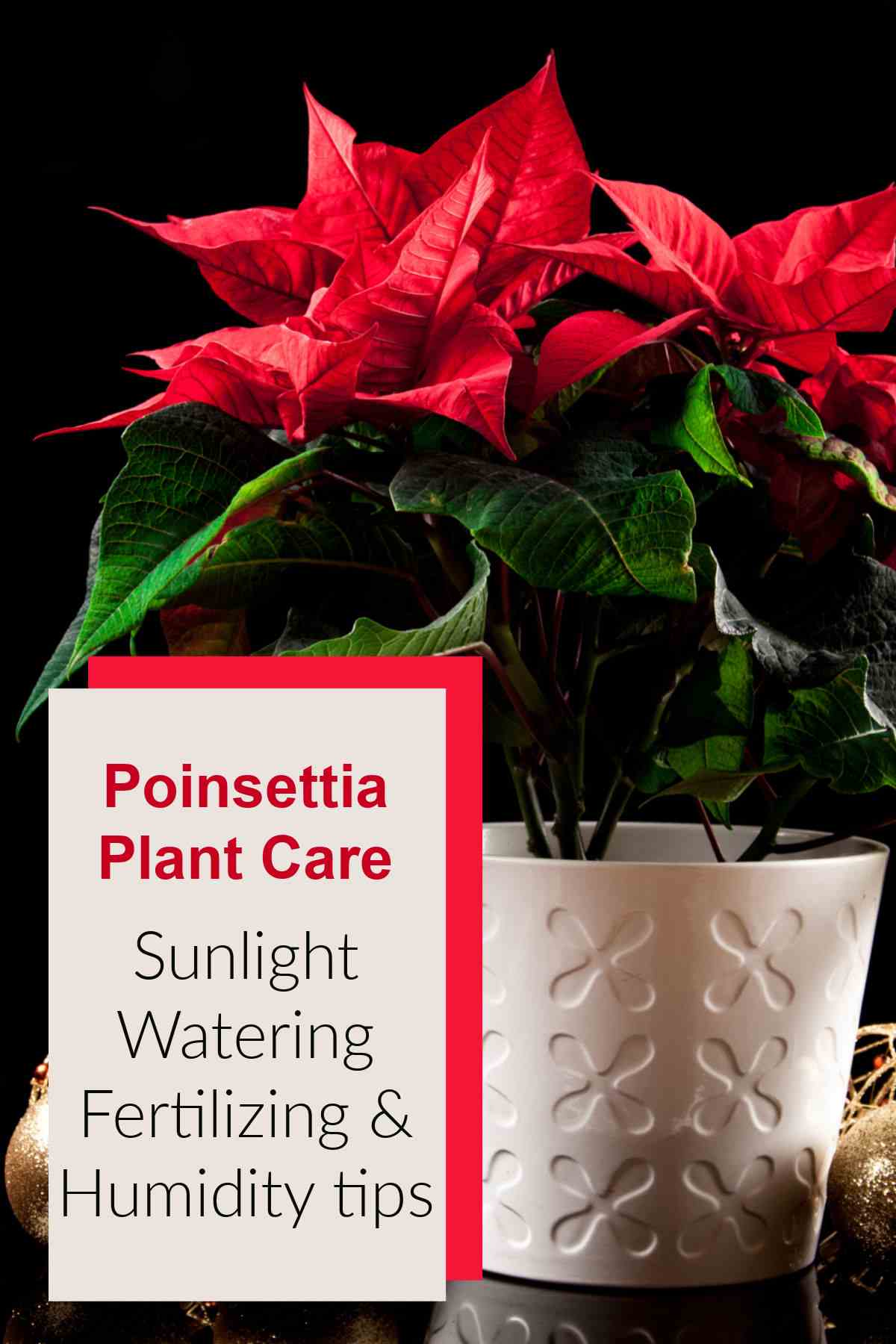 Planta de poinsettia em uma mesa com palavras cuidados com a planta de poinsettia.