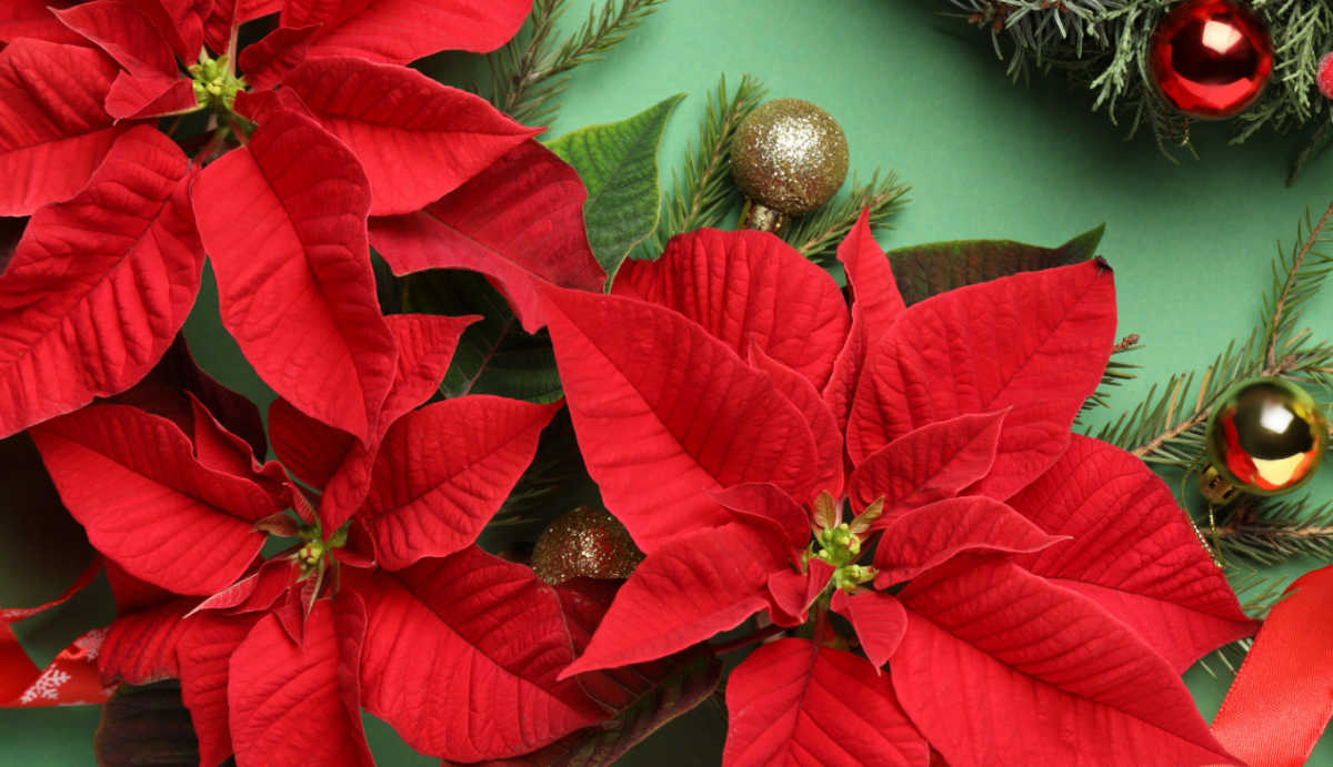Brácteas de poinsettia com bolas de Natal douradas e folhas.