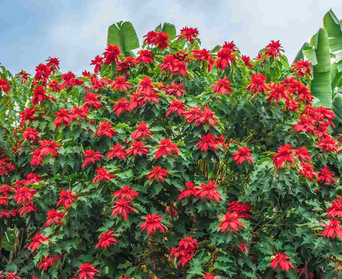Arbusto de poinsettia em plena floração.