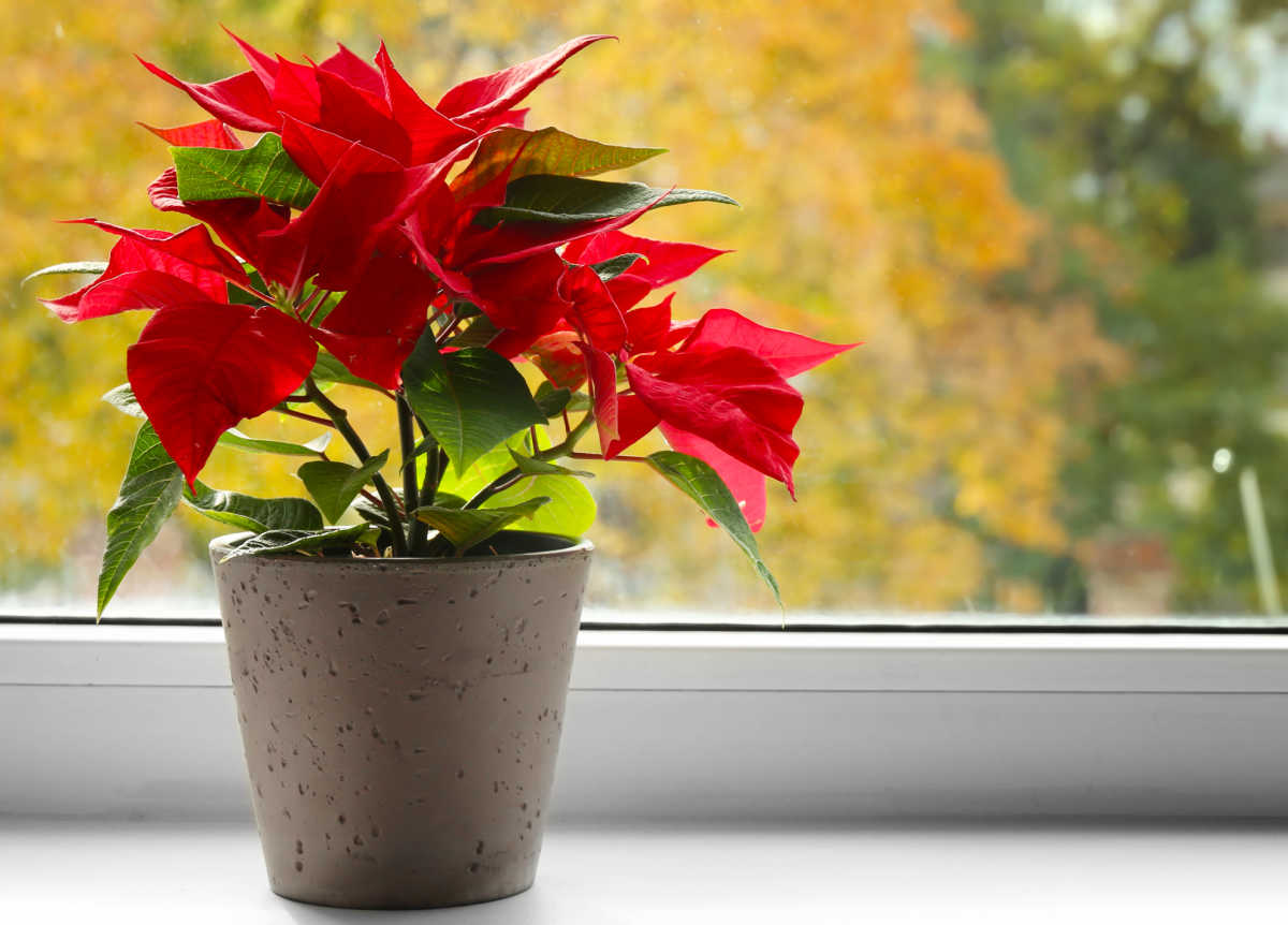 Planta de poinsettia em um vaso cinza em uma janela ensolarada.