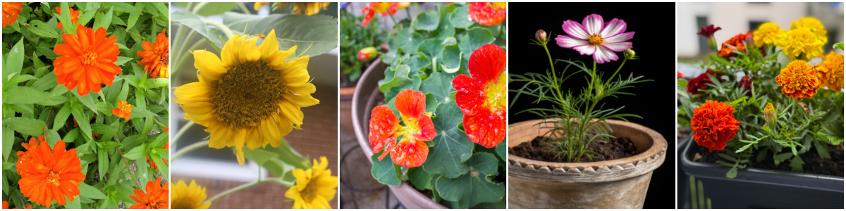 Polinizadores para uma horta no terraço incluindo zínias, girassóis, capuchinhas, cosmos e cravos-de-defunto.