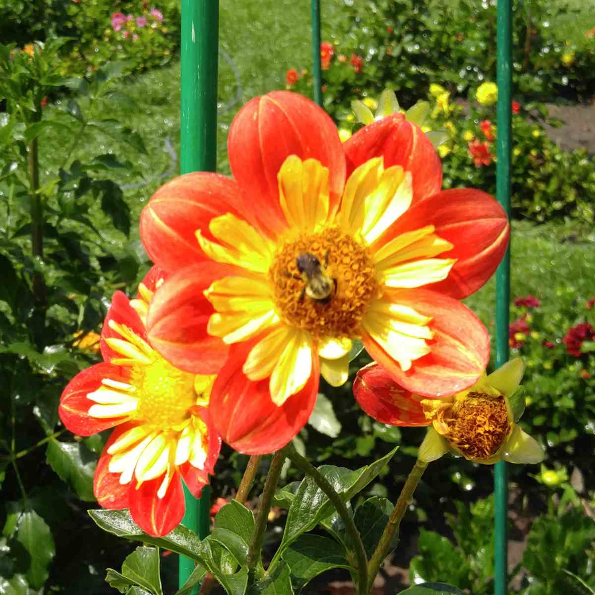 Dália Pooh (Dahlia 'Pooh') Duas dálias Pooh, também conhecidas como dálias colarette, e a da frente na foto tem uma abelha sobre ela.