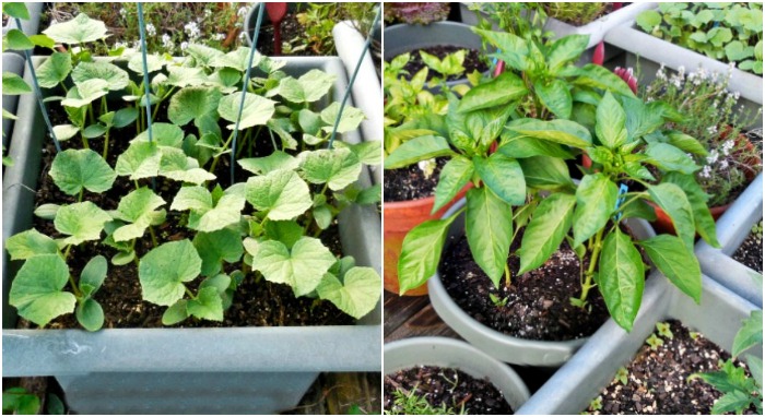 Pepinos e pimentões crescendo em vasos em uma varanda no quintal.