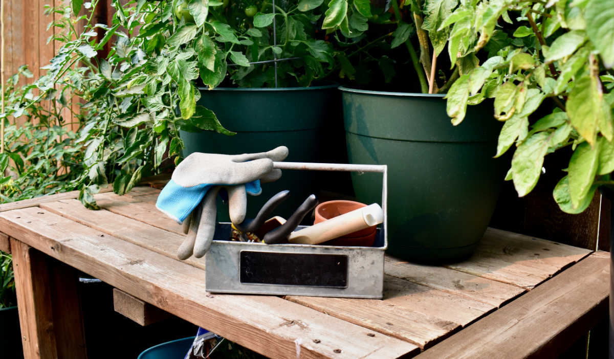Uma bancada de plantio com ferramentas de jardinagem e plantas.