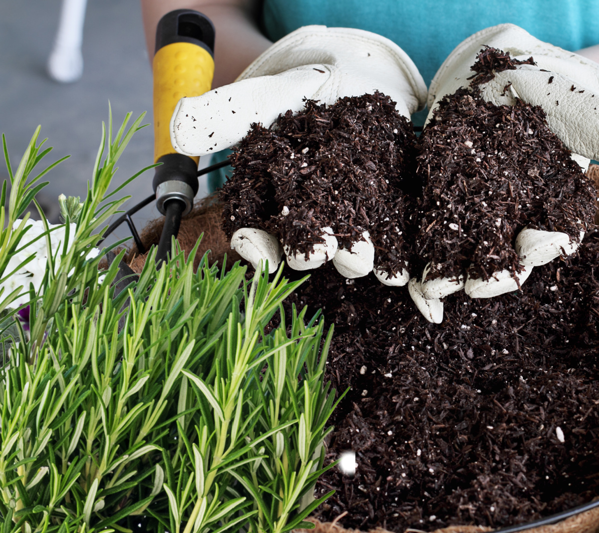 Mãos em luvas de jardinagem segurando solo de plantio perto de uma planta e recipiente de alecrim.