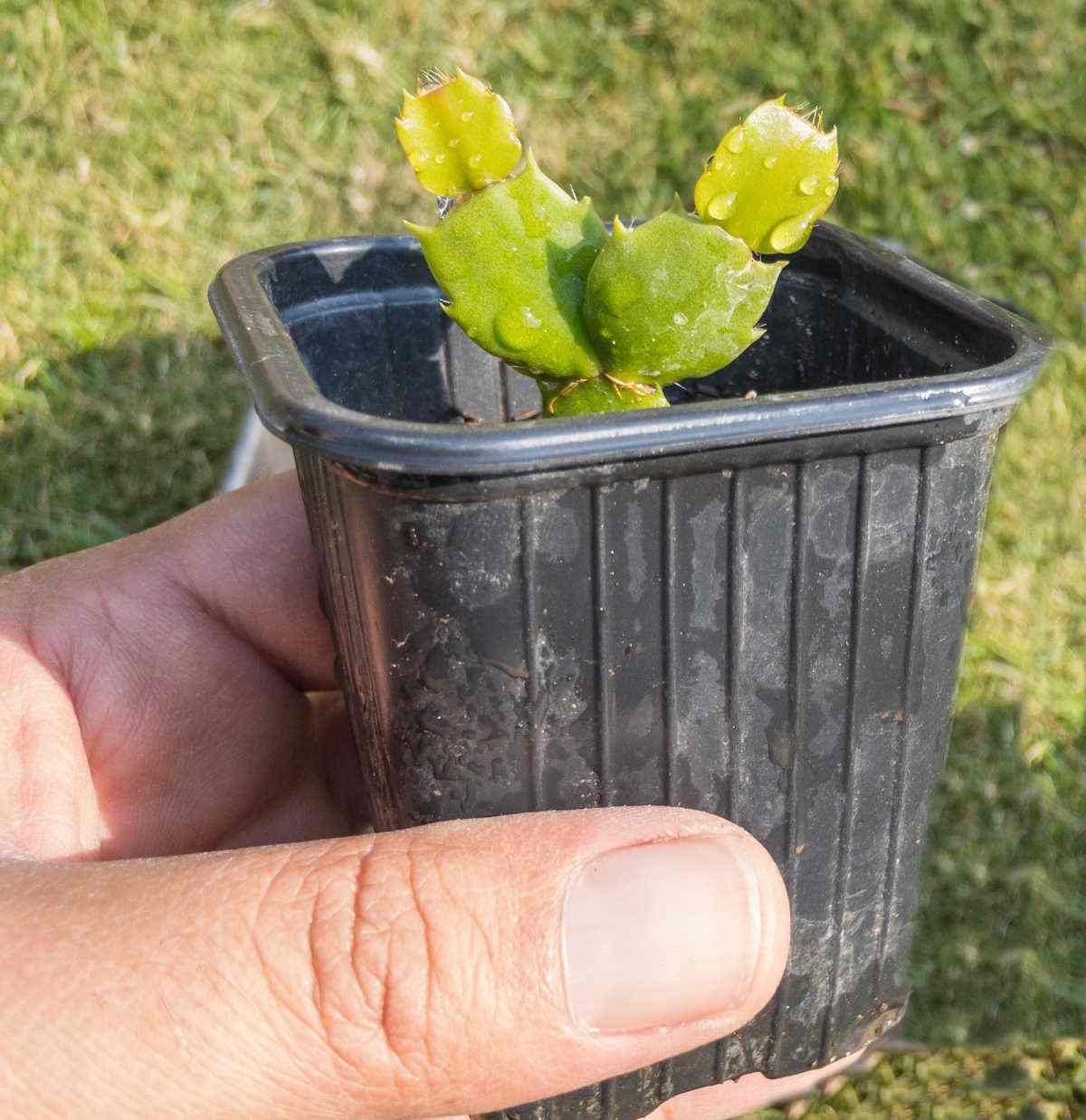 As estacas enraízam rapidamente. Mão segurando um vaso com uma estaca de cacto de Ação de Graças.
