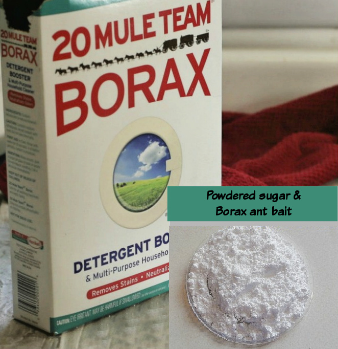 Bórax da equipe de 20 mulas com sobreposição de açúcar em pó e imagem de isca de bórax para formigas.