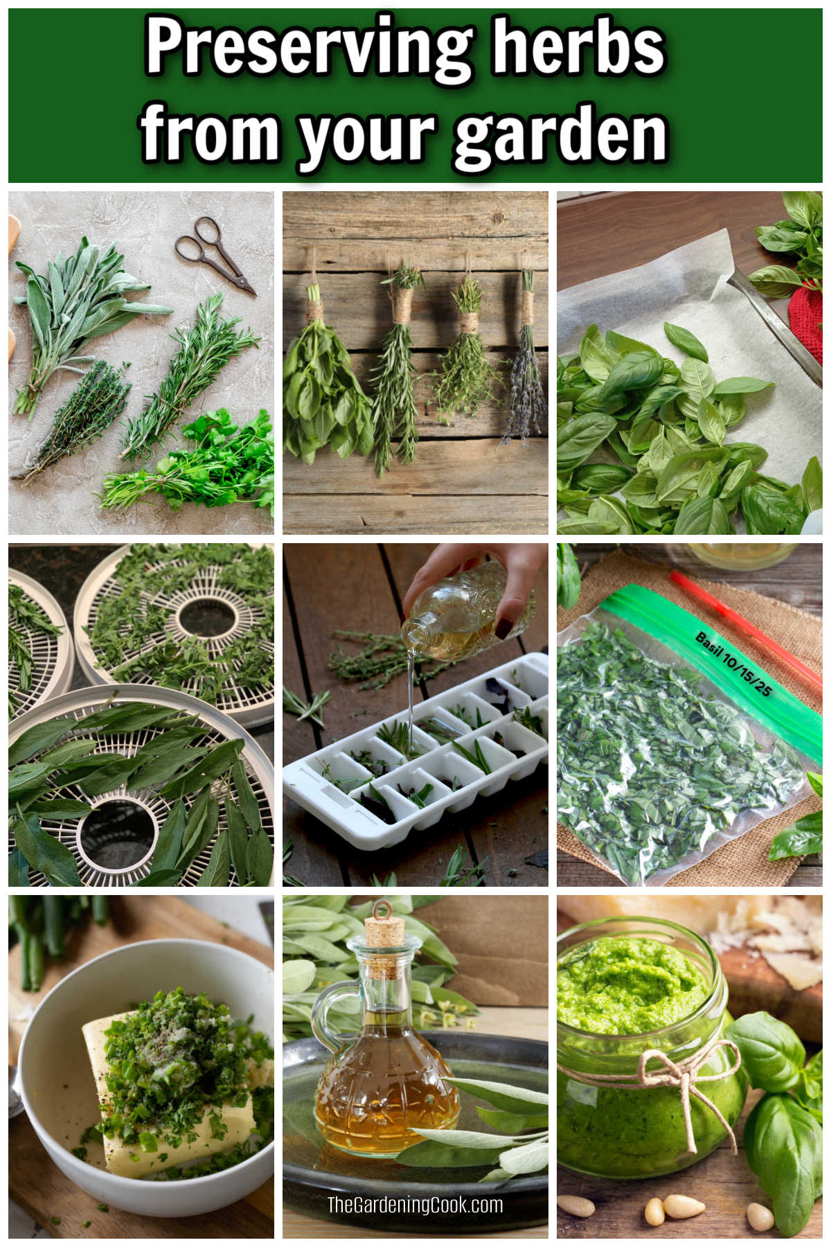 Uma montagem mostrando fotos de ervas - secagem, congelamento, manteiga de ervas, pesto de ervas e vinagres de ervas. A caixa de texto verde diz Conservando ervas da sua horta.