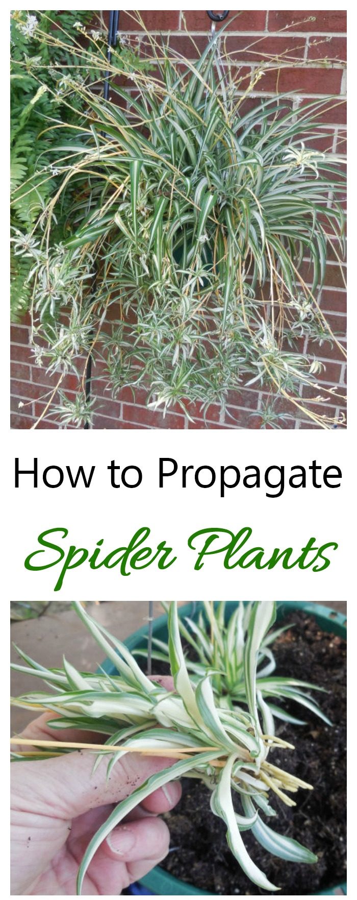 Para conseguir plantas de graça, aprenda a propagar plantas-aranha a partir de seus filhotes. É fácil de fazer e divertido também.