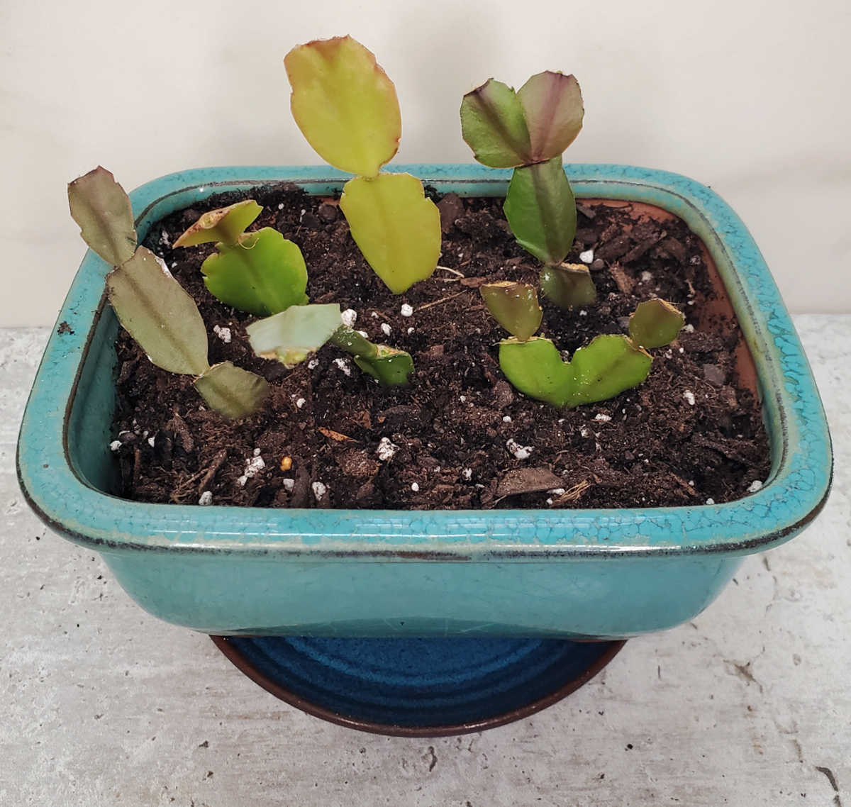 Você pode plantar várias em um único vaso! Propagando um cacto-de-Natal ao plantar estacas de caule em um vaso azul preenchido com terra.