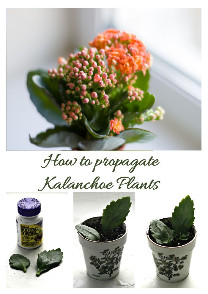 Planta Flaming Katy com imagens mostrando como propagar folhas. Texto diz Como propagar Plantas Kalanchoe.