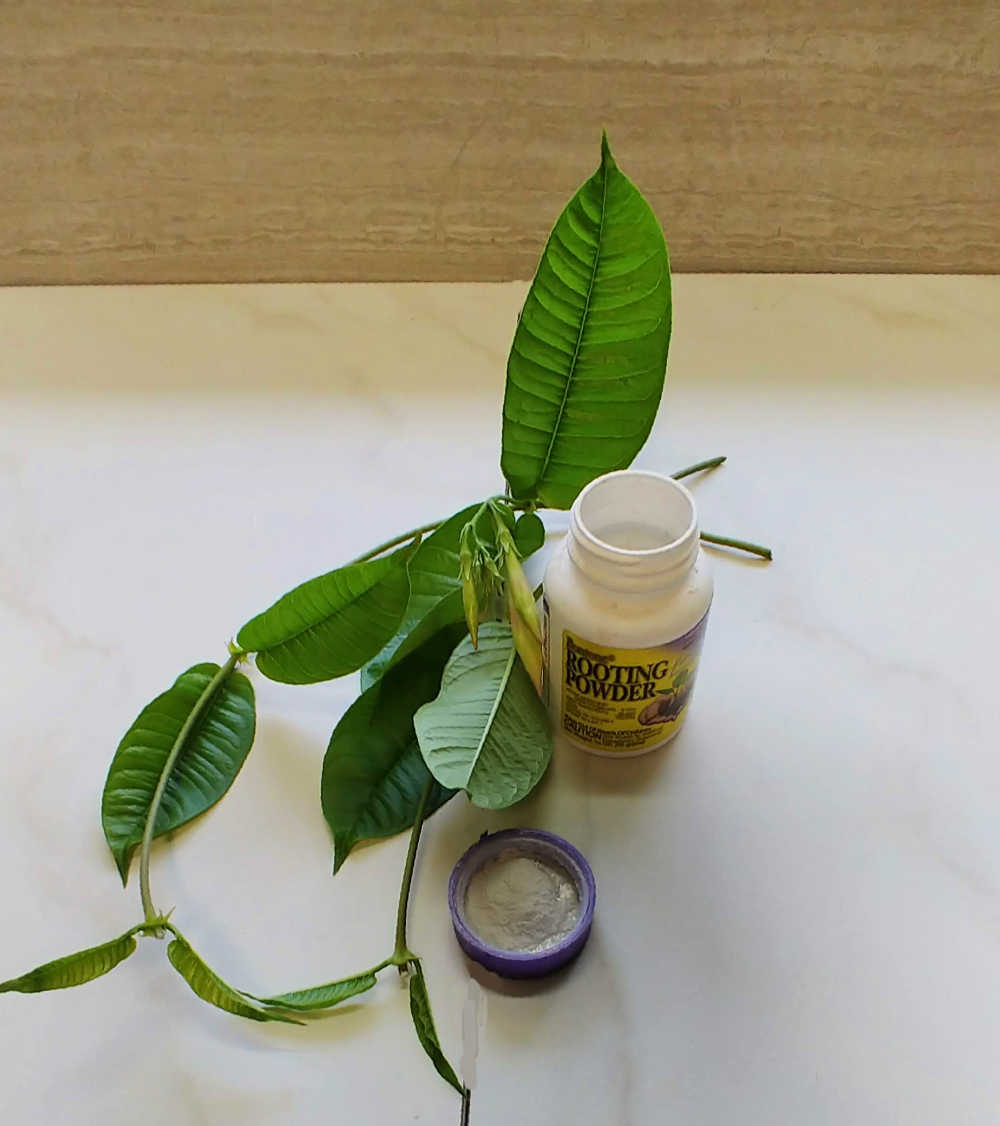 Frasco de pó de enraizamento e estacas de trepadeira mandevilla para propagação.