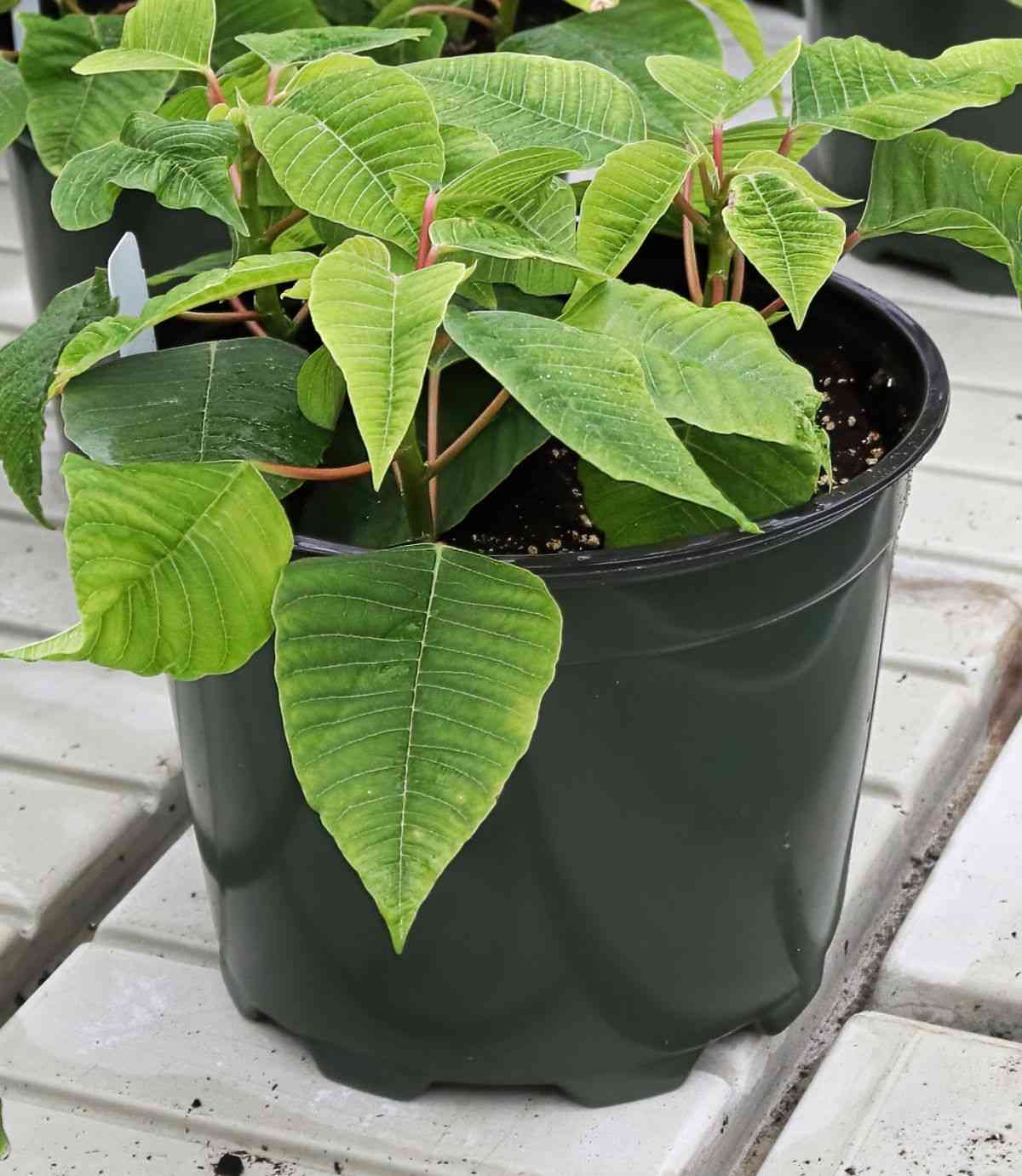 Pequena planta de poinsettia em um vaso preto.
