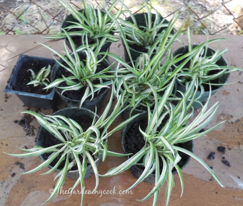 Pequenos vasos plásticos em uma mesa com filhotes de planta-aranha crescendo neles.
