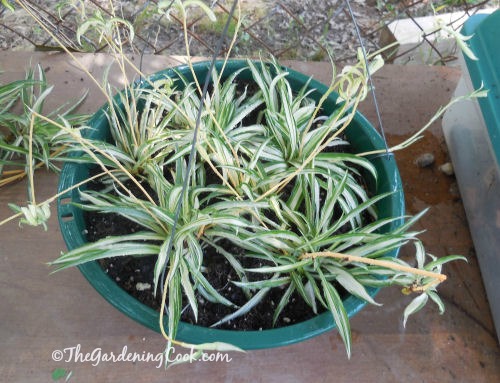 Filhotes de planta-aranha, plantados em um vaso e prontos para enraizar e começar a crescer.
