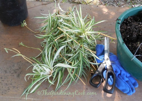 Luvas de jardinagem, pote de terra, tesouras e uma pilha de offsets de planta-aranha para propagação.