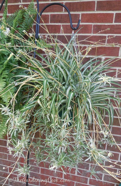 Uma planta-aranha madura geralmente tem filhotes com seus próprios filhotes pendurados abaixo dela.