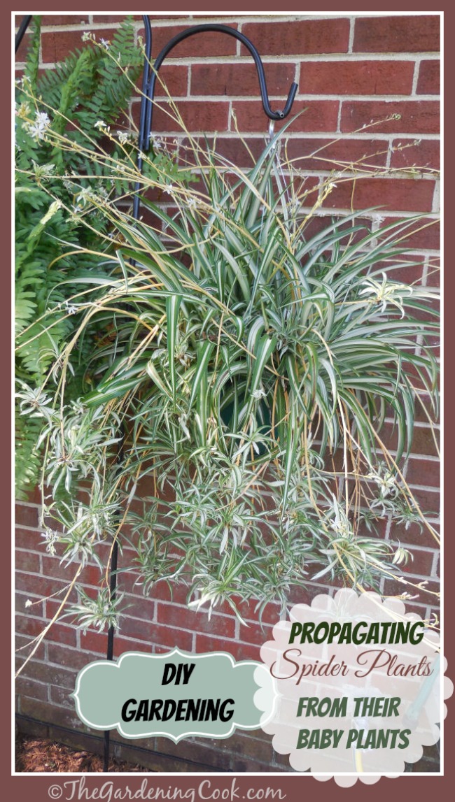 Novas plantas de graça! Plantas-aranha são tão fáceis de cultivar novas plantas a partir de seus offsets. Descubra como fazer isso em https://thegardeningcook.com/