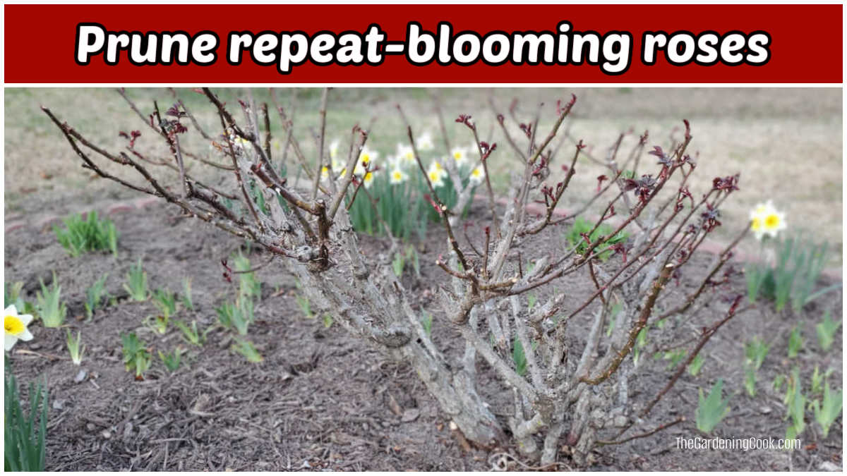 Rosas que florescem repetidamente com botões inchados após a poda no início da primavera.