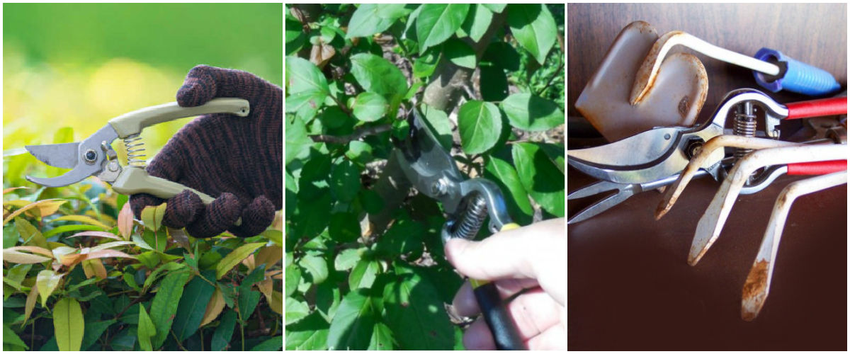 Imagens de poda de plantas e ferramentas que precisam ser preparadas para o inverno.