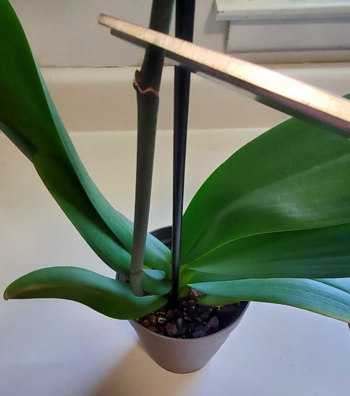 Um par de tesouras cortando o caule de uma planta de orquídea iniciante logo acima de um nó.