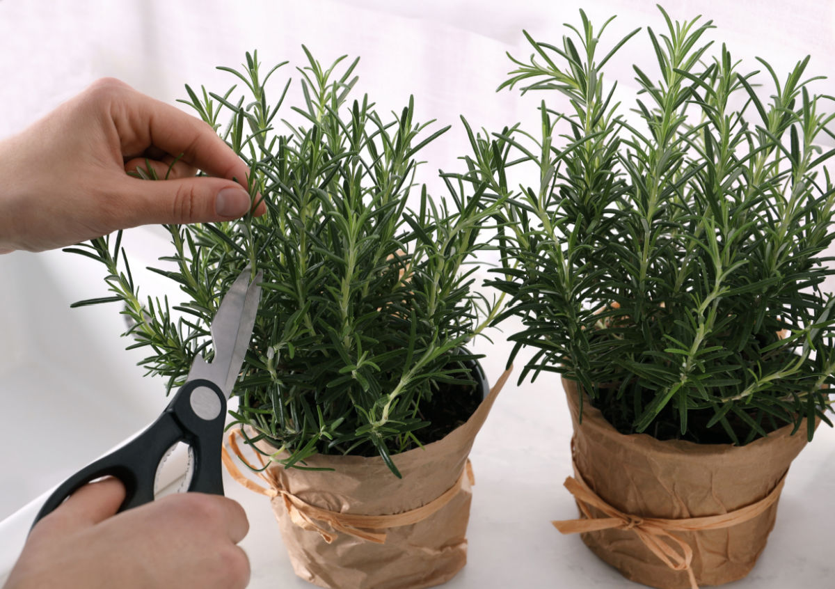 Uma mulher podando plantas de alecrim em vasos