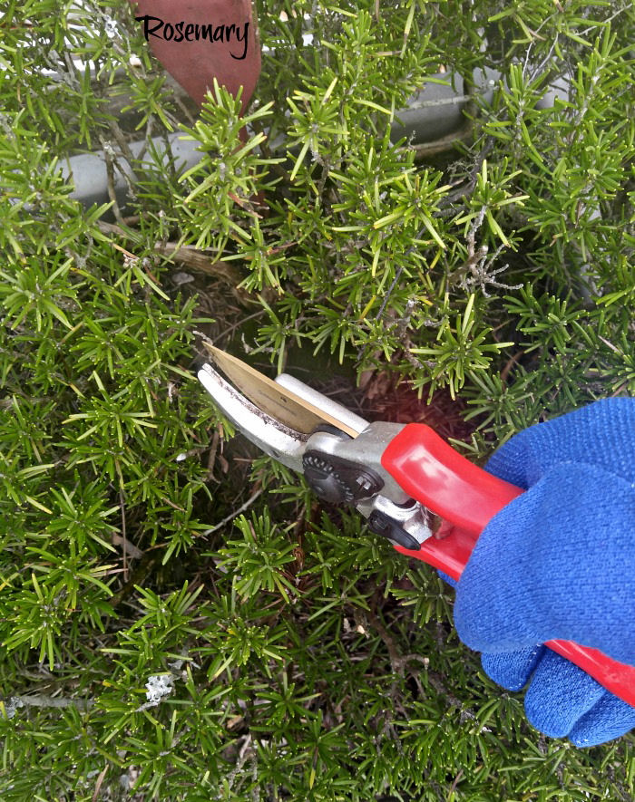 Mão segurando tesouras de jardim, podando uma planta de alecrim crescida demais.