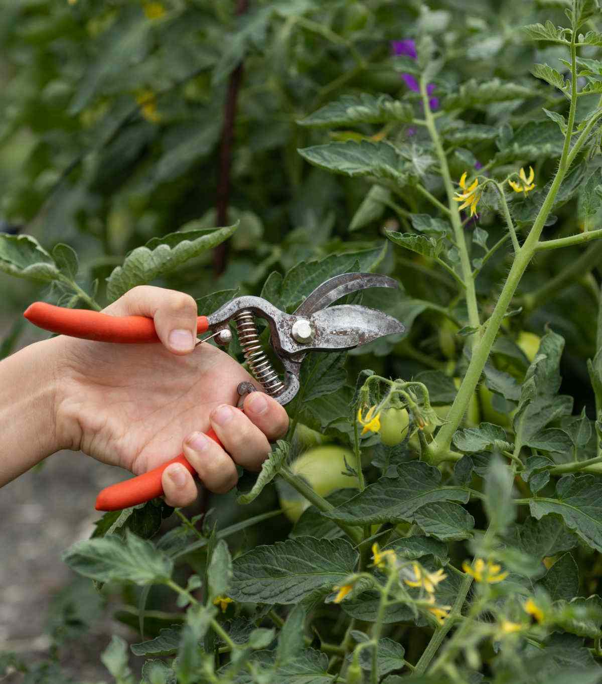 Mão segurando tesouras de poda para cortar a ponta de uma planta de tomate.