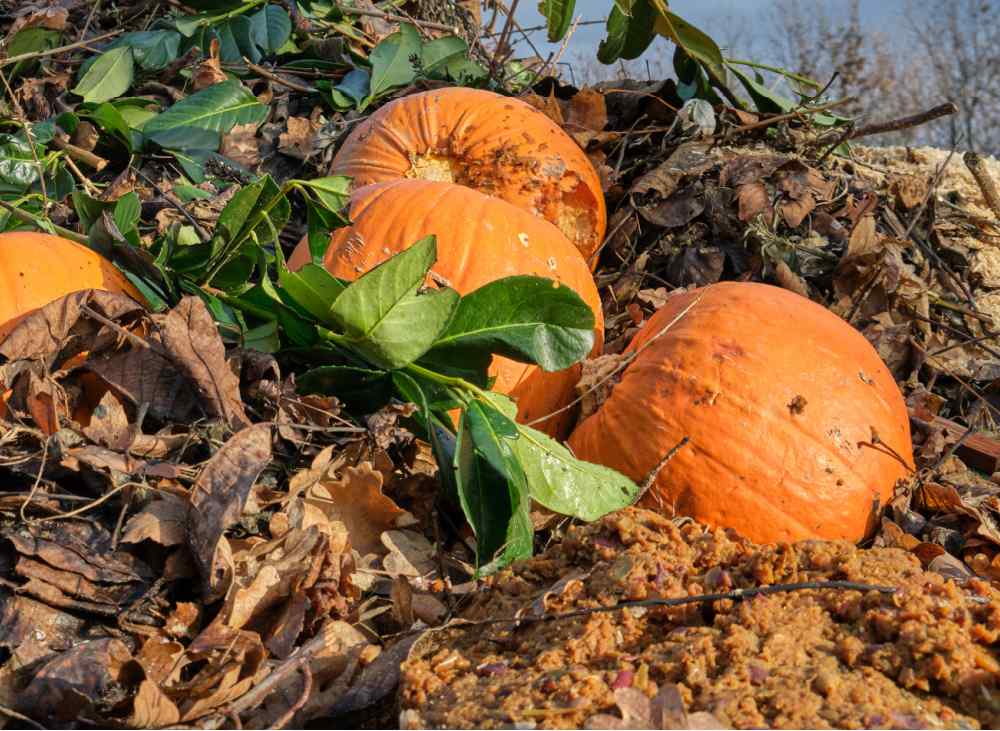 Adicione abóboras na pilha de compostagem após o Halloween Abóboras velhas apodrecendo em uma pilha de compostagem.