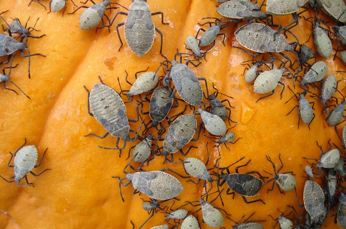 Infestação de ninfas de insetos do abobrinha em uma abóbora amarela.