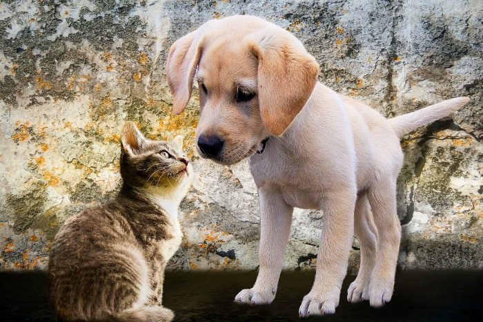 filhote e gatinho se olhando