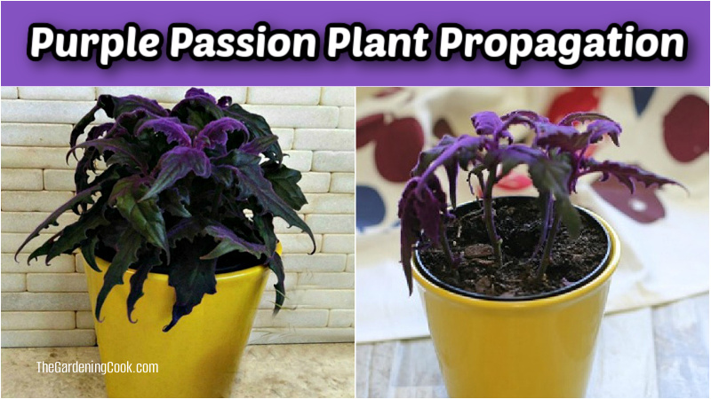 Uma montagem mostrando a propagação da purple passion plant com uma planta saudável e estacas em um vaso.
