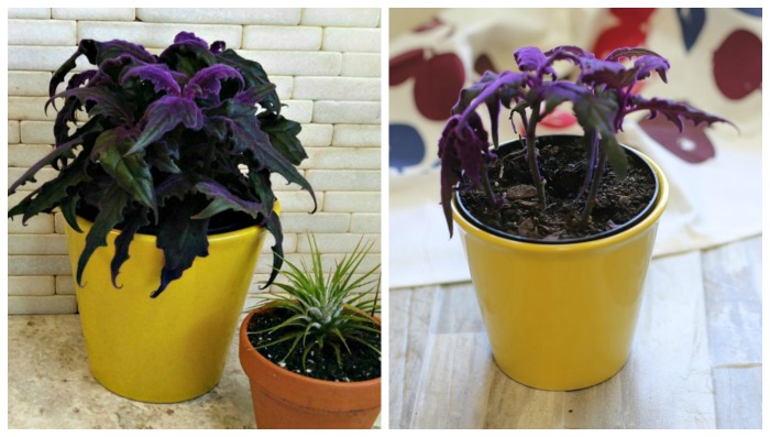Propagando purple passion plant.