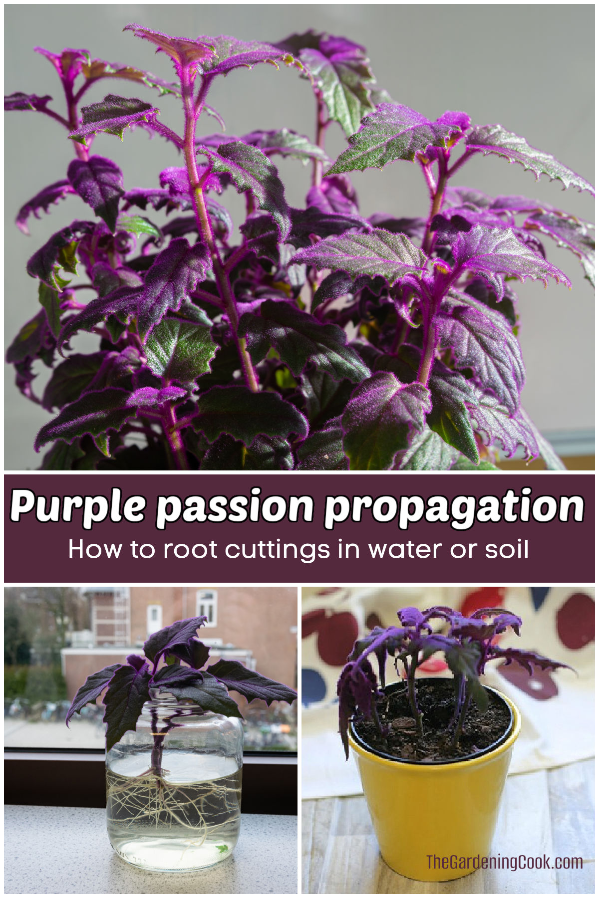 Propagação da purple passion plant - como enraizar estacas na água ou no substrato.