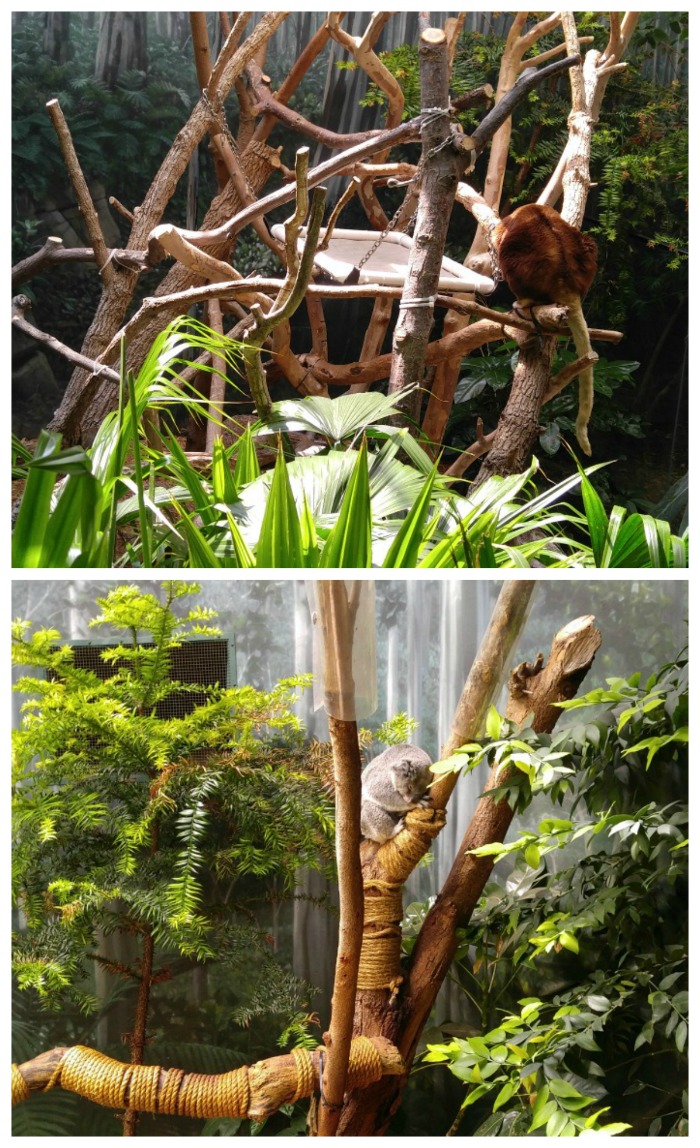 Coala e canguru arborícola na exibição da floresta tropical do Zoológico de Cleveland