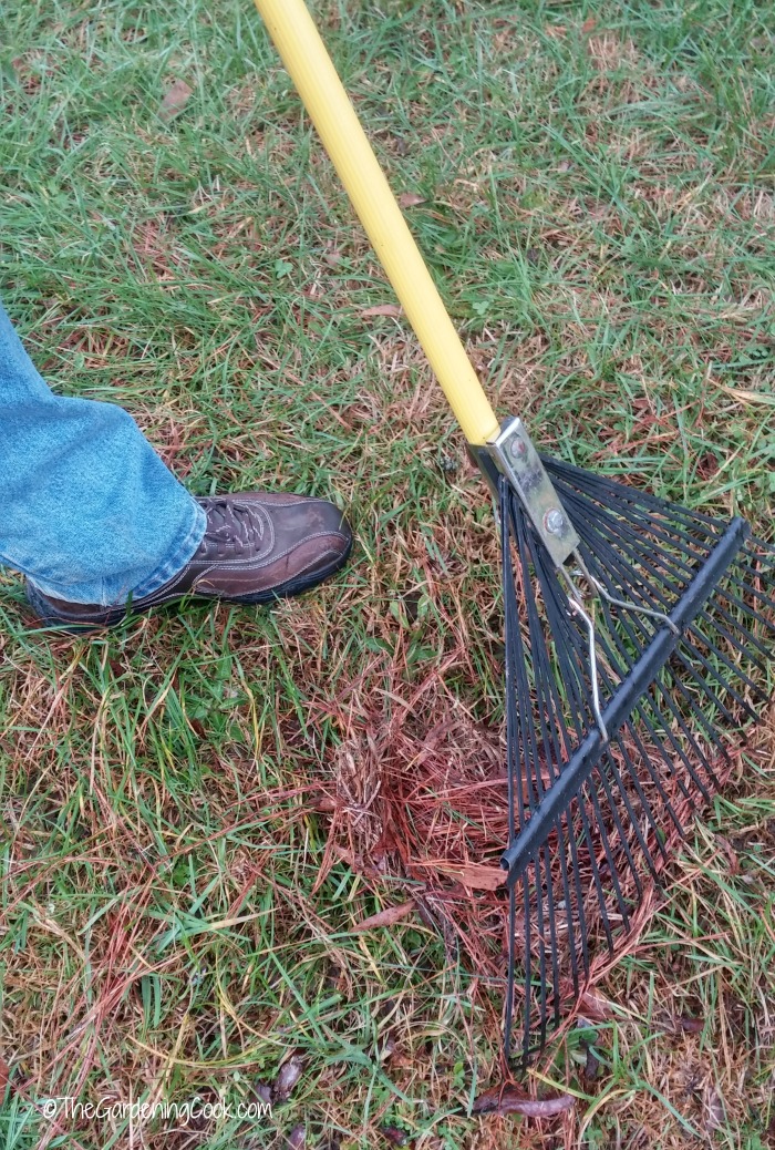 Raspe o gramado para remover a palha