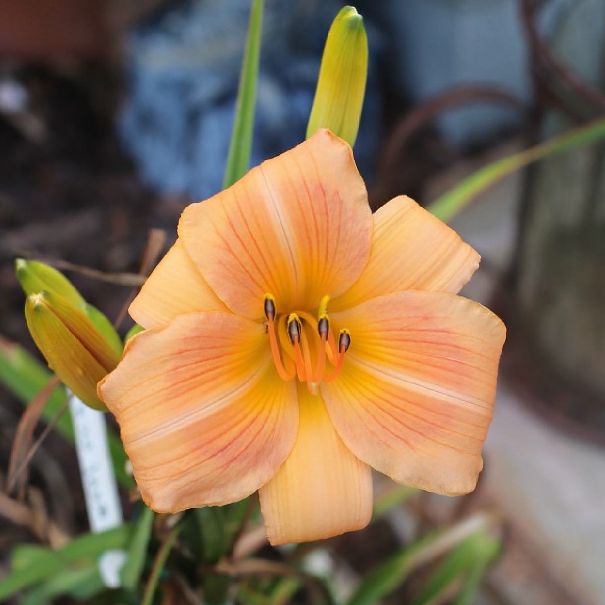 Lírio-de-um-dia Real Wind (Hemerocallis 'Real Wind') Um lírio-de-um-dia laranja, chamado Hemerocallis 'Real Wind', em uma jardineira, com alguns botões e folhas visíveis e o restante do fundo muito desfocado para ter importância.