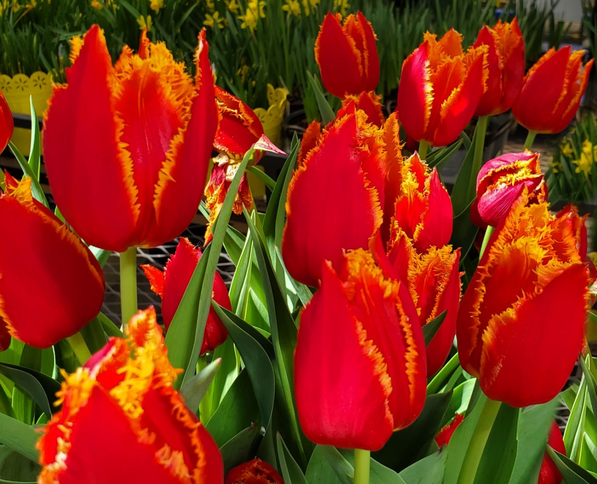 Tulipas frisadas vermelhas e amarelas.