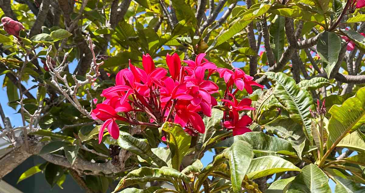 Uma foto de uma árvore com flores rosas, mostrando um grupo de flores de frangipani vermelho (plumeria rubra) aninhadas em um dossel de folhas.