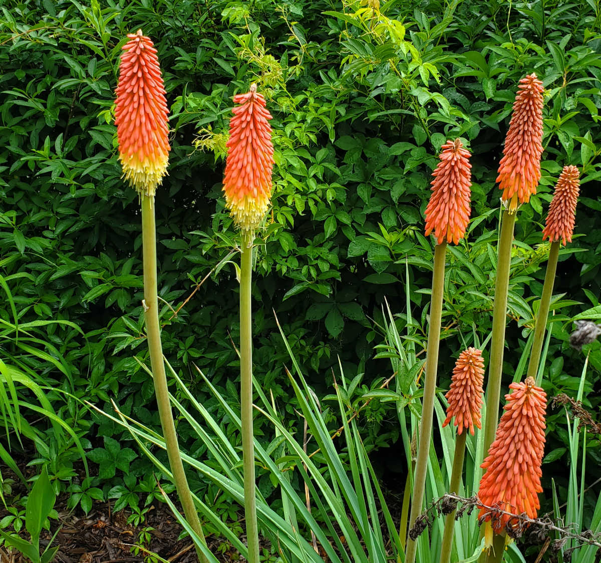 Plantas de espada-de-são-jorge-de-flor em plena floração em um canteiro ensolarado.