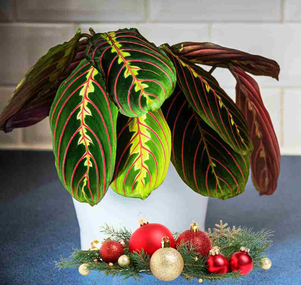 Planta oração vermelha com bolas e folhagem.