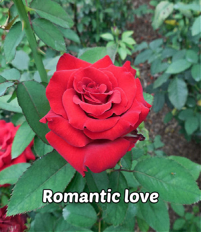 Uma rosa vermelha cercada por folhas, simbolizando amor romântico e admiração.