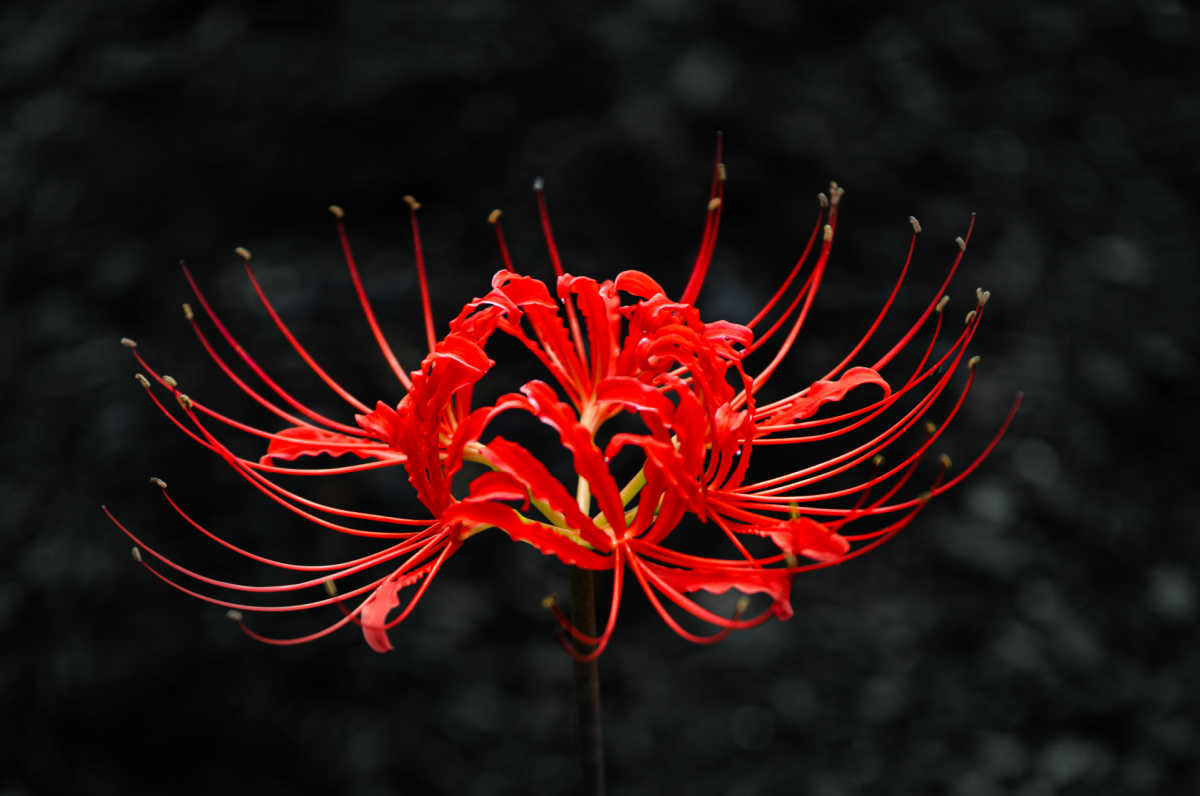 Lírio-aranha vermelho em um fundo preto com efeito bokeh.
