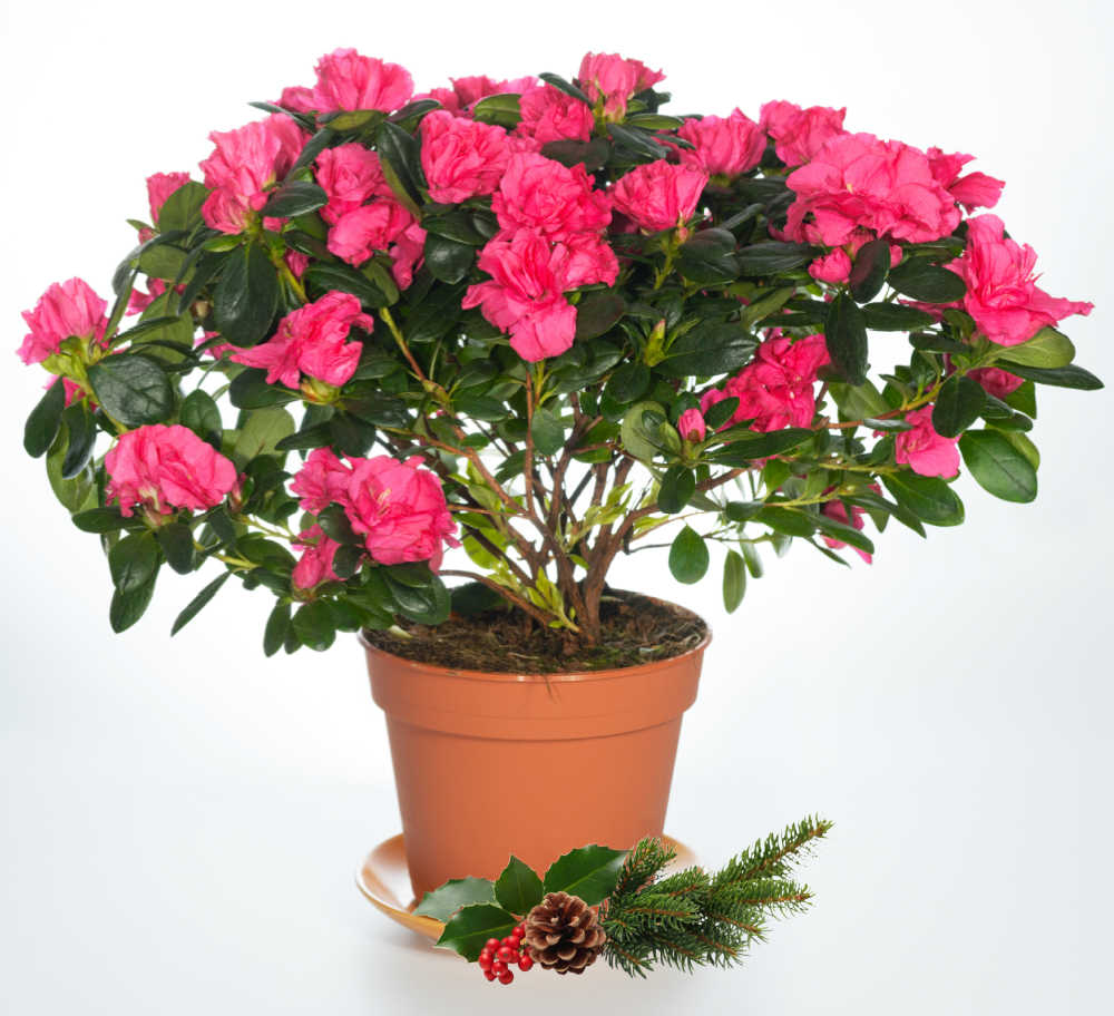 Rhododendron simsii — azaleia Christmas cheer em um vaso com holly.