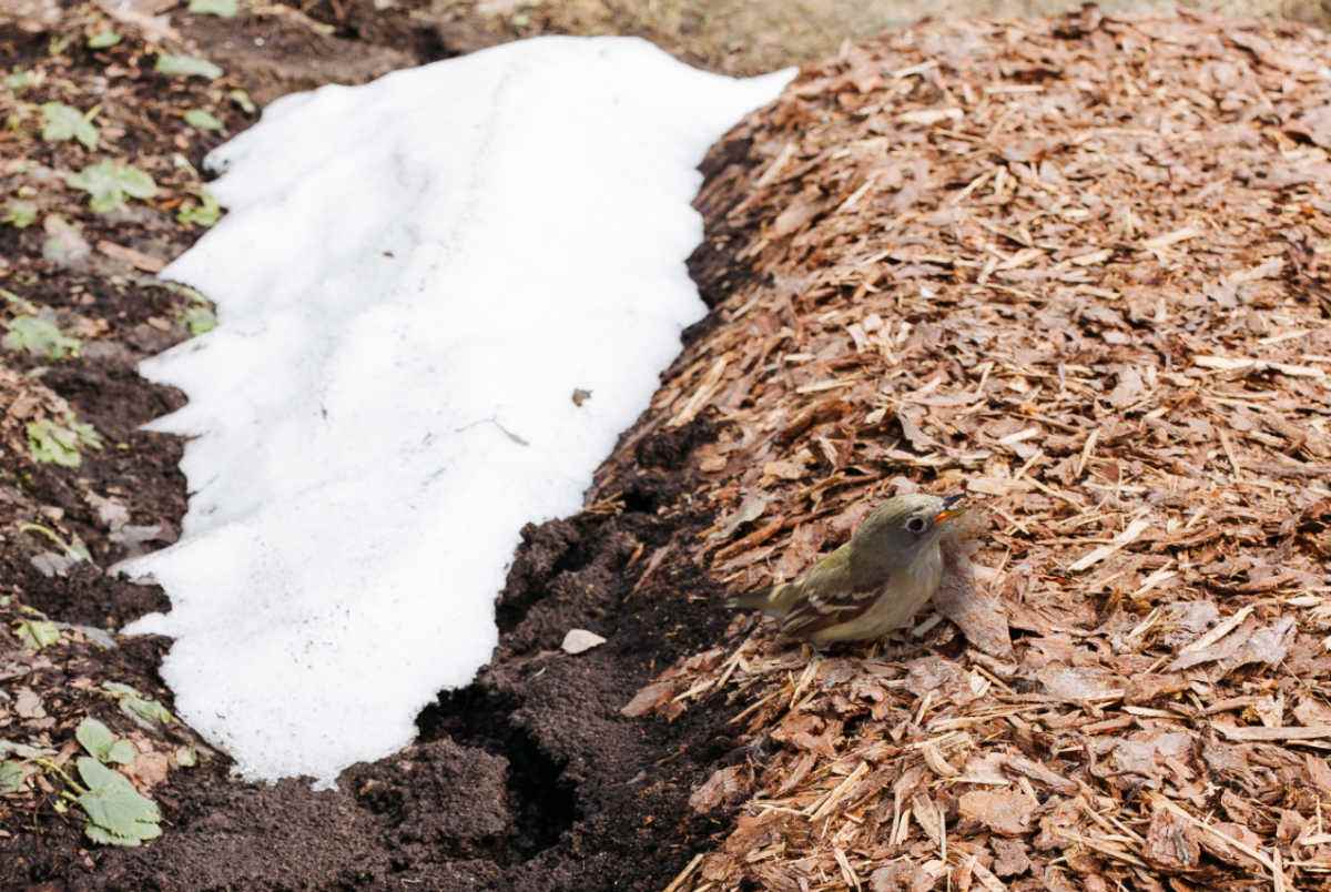 Faça cobertura morta nos canteiros para atrair pássaros no inverno Pássaro sentado em um canteiro com cobertura morta e neve por perto.