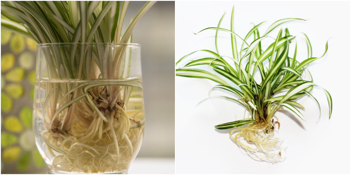 Uma colagem com um frasco de água com uma planta-aranha à esquerda e um filhote de planta-aranha enraizado à direita.