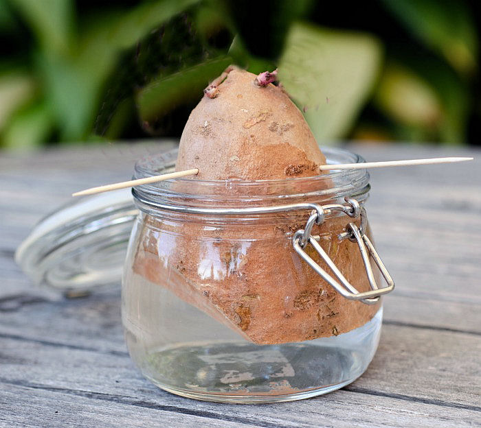 Uma batata-doce com palitos de dente suspensos em um pote com água, em um deck de madeira.