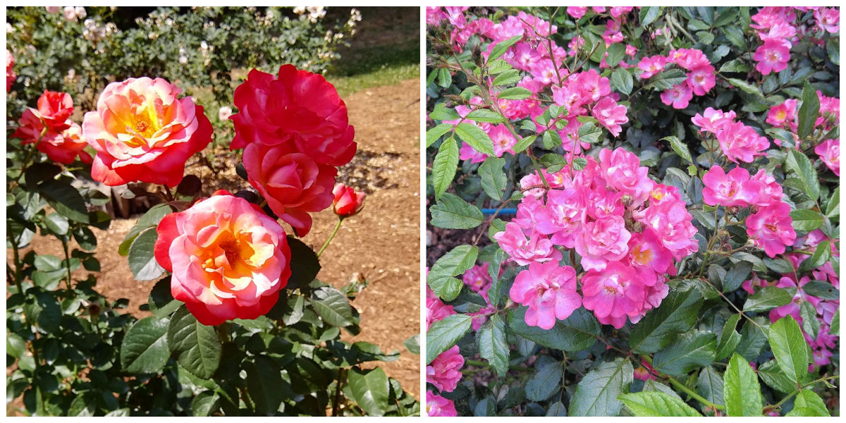 Rosas e rosas trepadeiras em uma colagem.