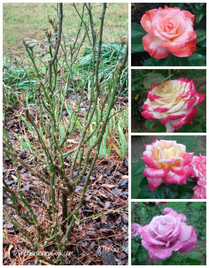 Pode podar essas rosas agora