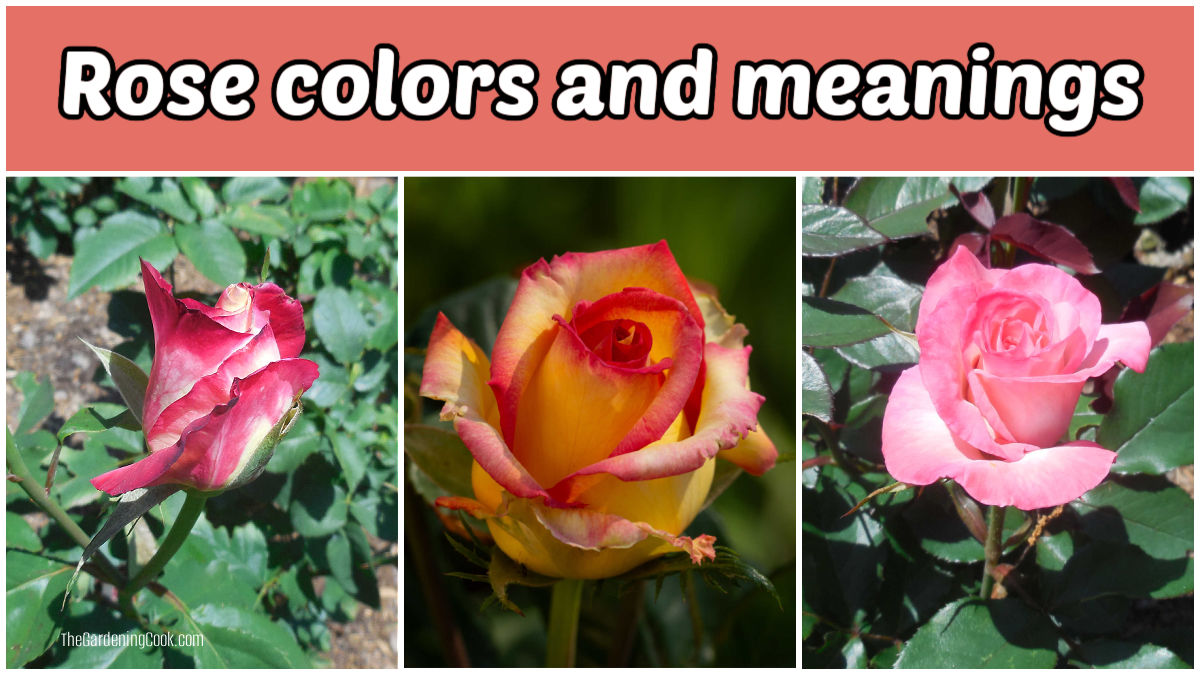 Um mosaico com uma rosa vermelha e branca, uma amarela e vermelha e uma rosa. O texto rosa diz cores e significados das rosas.